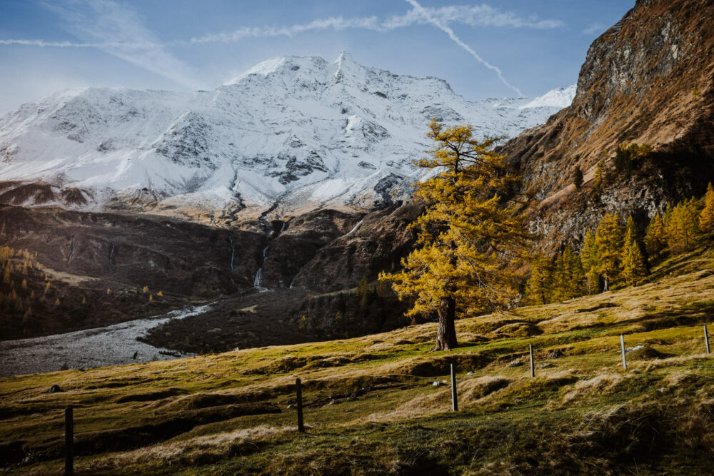 Lärche im Herbst vor Berglandschaft