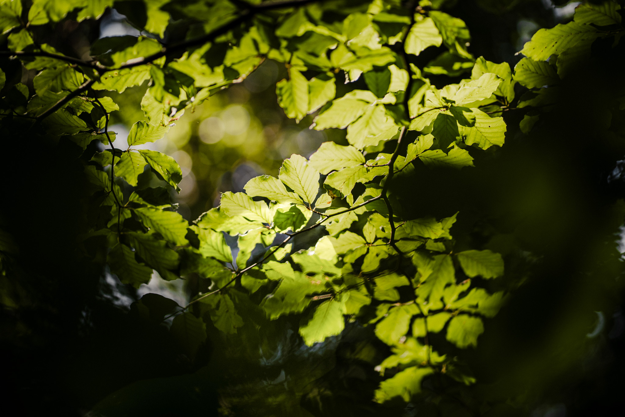 Nahaufnahme von grünen Blättern, die von Sonnenlicht durchdrungen sind, mit einem kontrastreichen Hintergrund aus Schatten und unscharfem Laub.